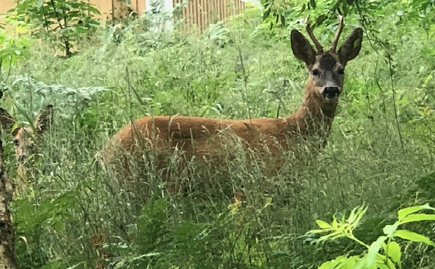 Vilda rdjur. Klicka fr en strre bild